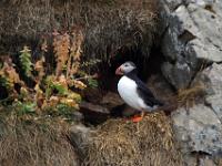 Papageientaucher vor Felshöhle